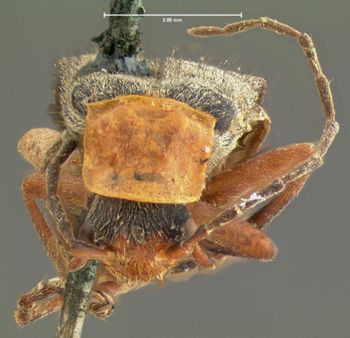 Media type: image;   Entomology 3417 Aspect: head frontal view